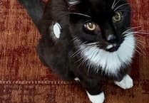 Tails from South Moor by Vet Alastair Atkinson| Clyde's sixth sense